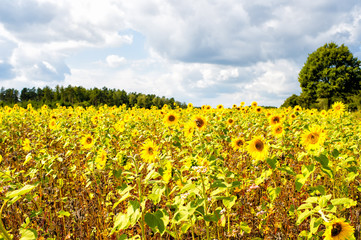 Field of sunflowers (Helianthus annuus) in the Lueneburg
