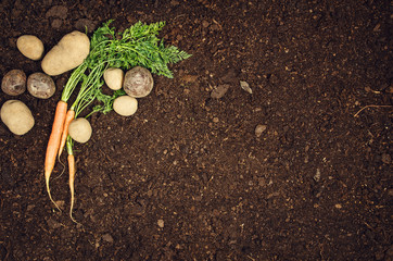 Raw, natural food background. Vegetables, carrot top view on natural soil background. Photograph taken from above, with dirt, soil. Vintage gardening concept with copy space
