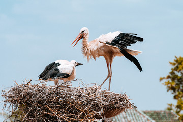 couple of stork at nest