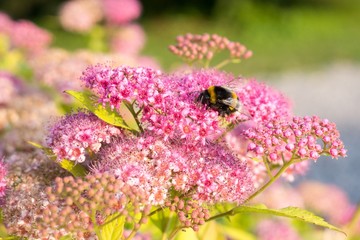 Bumblebee on flower