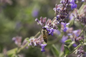 Wild Bee collecting nectar on flowers. Close up. Macro