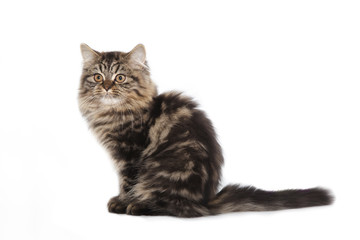 Fototapeta premium Cat on white background