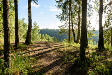 Obraz premium green forest in early summer morning