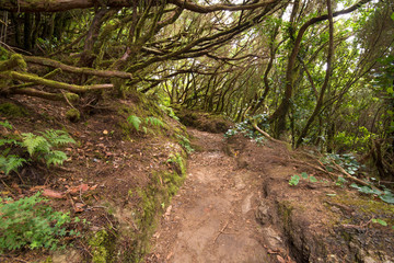 Anaga tropical forest in tenerife, Canary islands, Spain.