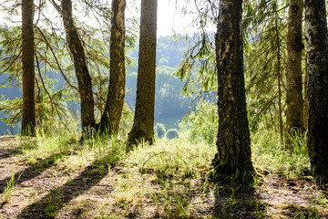 wooden footbridge in the forest