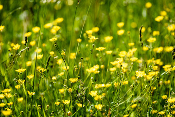 midsummer countryside meadow with flowers