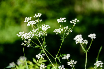 green forest in early summer morning