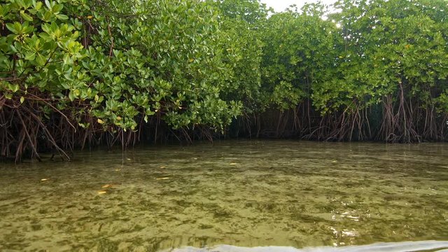 Floating near mangroves shore
