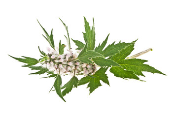 Blooming Leonurus cardiaca or motherwort on a white background
