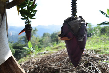 Flor de pl&aacute;tano