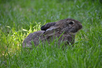 Rabbit, králík