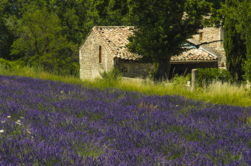 champ de lavande
