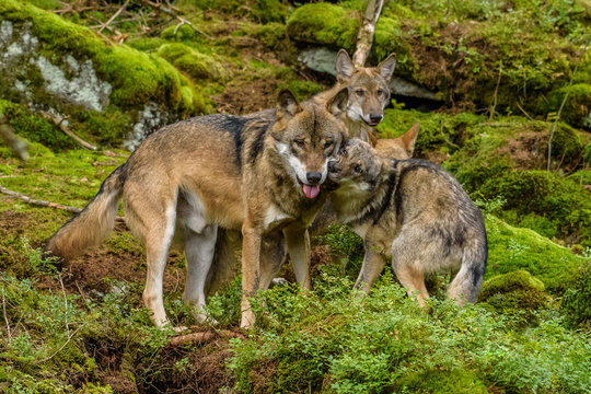 Alaska wolf pack (Canis lupus)	