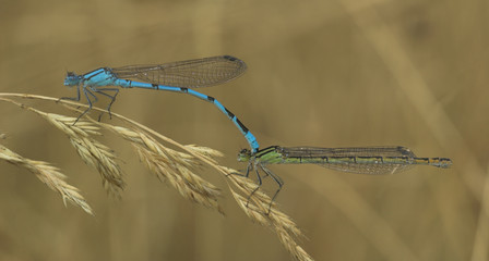 Common blue damselflies (Enallagma cyathigerum) mating on grass stem