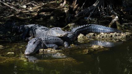 Alligators Resting, Big Cypress National Preserve, Florida