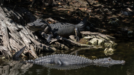 Alligators Resting and Swimming, Big Cypress National Preserve, Florida