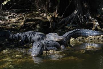 Alligators Resting, Sleeping, Big Cypress National Preserve, Florida