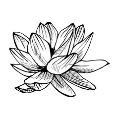 Hand drawn lotus in a sketch style. Floral collection.