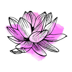 Hand drawn lotus on watercolor background in a sketch style. Floral collection.