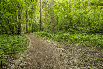 Ecological path in the forest park is dotted with small, white petals bird cherry (prunus padus), spring day.