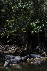 Alligators Resting, Big Cypress National Preserve, Florida
