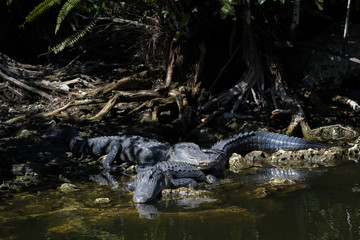 Naklejka na ściany i meble Alligators Resting, Big Cypress National Preserve, Florida