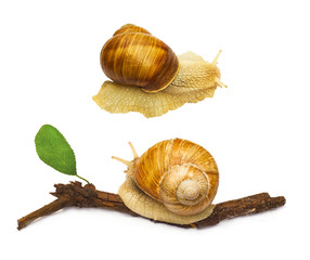 snail animal isolated on white background