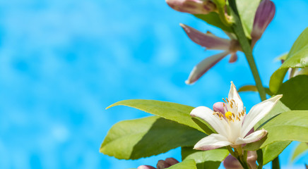 Fototapeta na wymiar Blüte und Blätter einer Zitronenpflanze vor blauem Hintergrund eines Pools, Makro rechteckig horizontal mit viel Textfreiraum