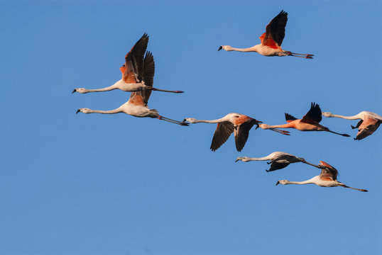 Chilean flamingo ARGENTINA,