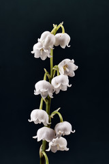 Fototapeta na wymiar Twig and beautiful white flowers of lily of the valley.
