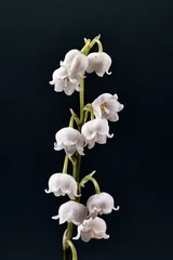 Wall murals Lily of the valley Twig and beautiful white flowers of lily of the valley.