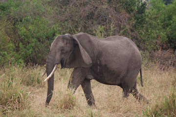 Fototapeta premium An Elderly African Elephant Walking in Tanzania