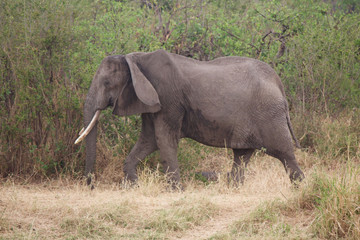 Obraz premium An Old Elephant Walking in Tanzania