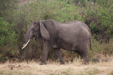 Fototapeta premium African Elephant Matriarch
