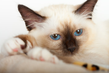 A seal point Birman cat, 4 month old kitten, male with blue eyes, close up of face.