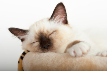 A seal point Birman cat, 4 month old kitten, male is sleeping on cat scratching barrel