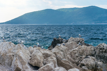 Fototapeta na wymiar Large seagulls sit on huge coastal stones.