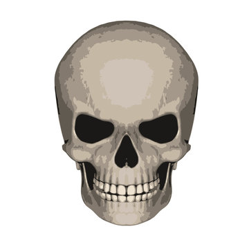 Vector illustration of a skull