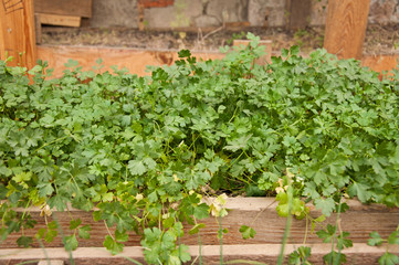 Parsley grows in the wooden boxes