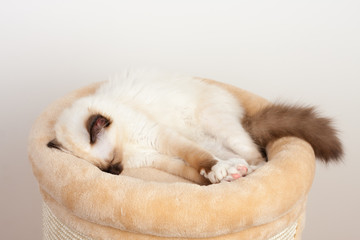 A seal point Birman cat, 4 month old kitten, male with blue eyes is sleeping on cat scratching barrel