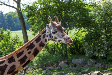 giraffe head close-up in profile