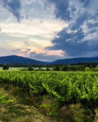 Fototapeta na wymiar green vineyards landscape on sunset time 