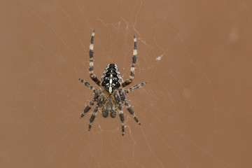 European Garden Spider