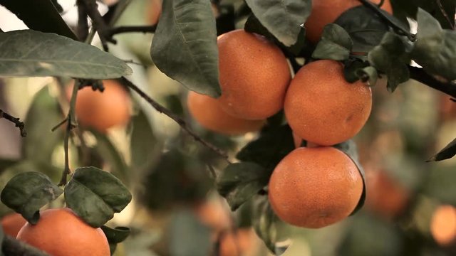 Orange mandarins grow on a tree, green leaves, wind swaying