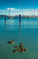 Weibliche Ente mit Kücken