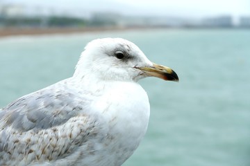 Seagull