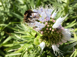 Close up of banded bee collecting nectar pollen from echium flower, Porto Santo, Madeira, Portugal