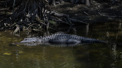 Alligator Resting in the Water, Big Cypress National Preserve, Florida