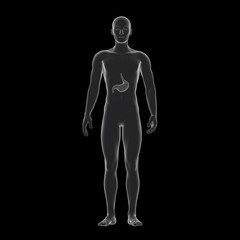 Fototapeta premium Human Stomach, Medical Illustration