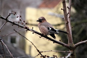 Eichelhäher3. Vogel
